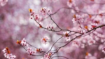 hermosa primavera antecedentes con rosado flores de Cereza árbol en primavera hora en Praga parque. alto calidad 4k imágenes video