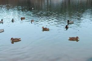 Wild ducks swimming in winter lake photo