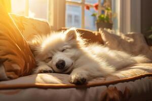 ai generado blanco mullido dormido perro en sofá adentro, descansando cansado de pura raza mascota foto