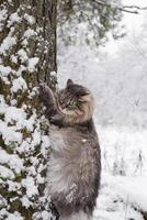 Siberian fluffy cat climbing a tree. Gray cat with green eyes in the winter forest. photo