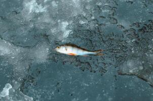 Fresh fish on ice, top view. Winter fishing catch photo