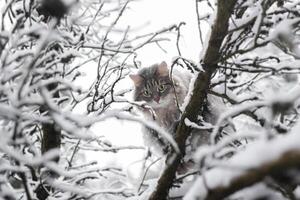 Cat sitting on a tree and looking down. Portrait of a fluffy cat with green eyes in the winter forest. Siberian breed. photo