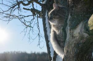 Close-up portrait of cat sitting on tree and looking to the side. photo