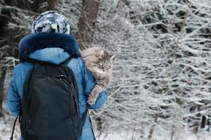 mujer que lleva un gato afuera, en el invierno bosque. esponjoso, gris gato sentado en el hombro de el anfitriona y mirando a el lado. foto