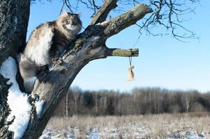 mullido siberiano gato en un árbol en invierno. gato alpinismo árbol arriba foto