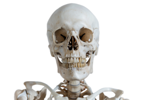 ai generato umano scheletro cranio png