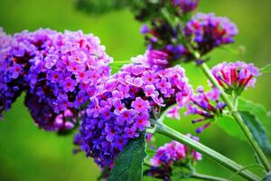 Booming butterfly bush, Buddleja davidii, butterflies sucking honey photo