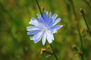 Blue Chicory Flowers, chicory wild flowers on the field. Blue flower on natural background. Flower of wild chicory endive . Cichorium intybus photo