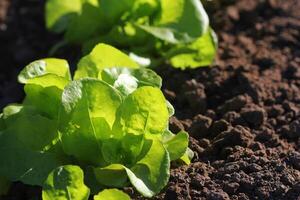 Green lettuce growing in the garden, growing. Healthy vegetarian food photo