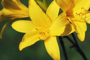 Branch of flower Hemerocallis lilioasphodelus ,also called Lemon Lily photo