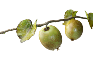 AI generated Kiwi Fruit on Branch with Green Leaves png