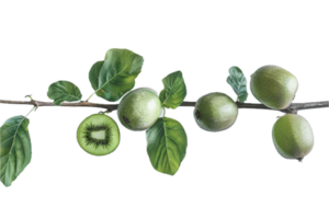 AI generated Kiwi Fruit on Branch with Green Leaves png