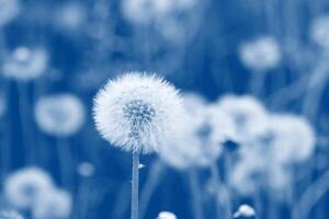 field of dandelion seeds blowing. stems and white fluffy dandelions ready to blow photo