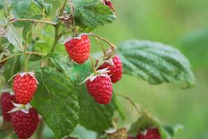 Branch of ripe raspberries in garden. Red sweet berries growing on raspberry bush in fruit garden. photo