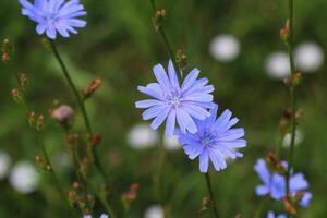 Blue Chicory Flowers, chicory wild flowers on the field. Blue flower on natural background. Flower of wild chicory endive . Cichorium intybus photo