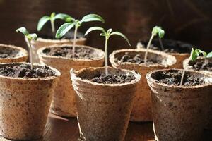 Gardening concept .Young tomato seedling sprouts in the peat pots. photo