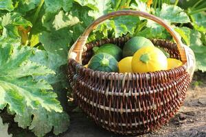 Harvesting zucchini. Fresh squash lying in basket. Fresh squash picked from the garden. Organic food concept . photo