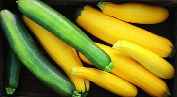 Harvesting zucchini. Fresh squash lying in box. Fresh squash picked from the garden. Organic food concept photo