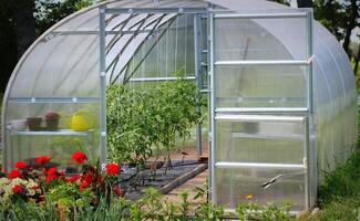 Greenhouse in back garden with open door photo