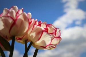 Beautiful blooming tulip field on blue sky in springtime, floral concept photo