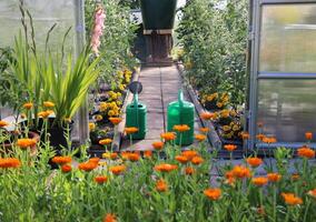 Greenhouse in back garden with open door. Tomatoes and marigold growing inside photo