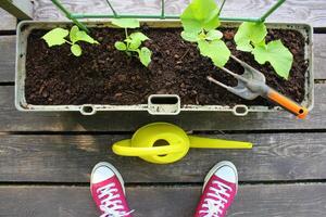 Woman gardener watering plants. Container vegetables gardening. Vegetable garden on a terrace. Cucumber growing in container photo