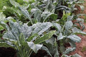Kale cabbage. Tuscan kale or black kale plant. Winter cabbage also known as italian kale or lacinato growth in row. Ogranic cabbage mediterranean garden. Ingredient in italian and turkish cuisine photo