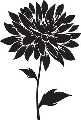 Dahlia Flower Silhouette Vector Illustration White Background