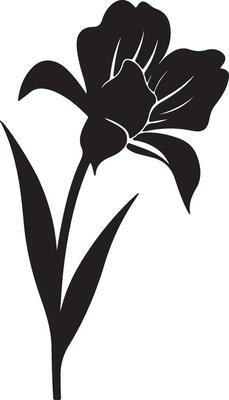 Daffodil Flower Silhouette Vector Illustration White Background