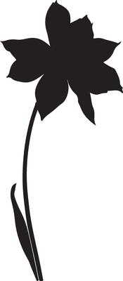 Daffodil Flower Silhouette Vector Illustration White Background