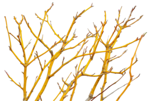 AI generated Yellow Bare Branches Against png