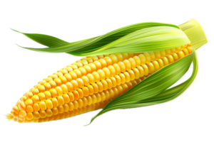 AI generated Ripe Corn Cob with Green Leaves png