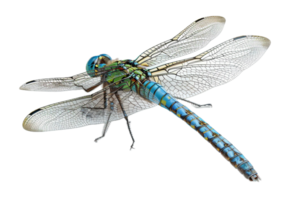 AI generated Blue Dragonfly png