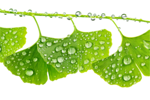 AI generated Ginkgo Biloba Leaves with Water Droplets png