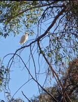 White heron common egret with perched on a tree. photo