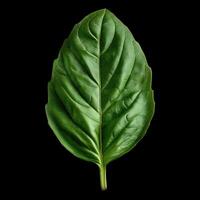 AI generated Fresh green basil leaf isolated on black background with clipping path. Closeup. photo