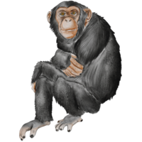 watercolor monkey chimpanzee illustration png