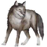 aquarelle Loup illustration png