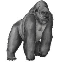 waterverf gorilla illustratie png