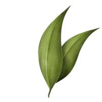 watercolor sugar cane leaf png