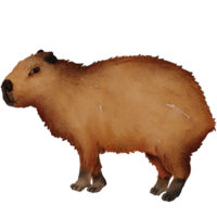 watercolor capybara illustration png
