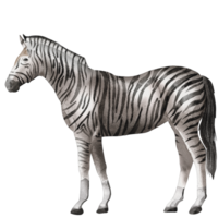acquerello zebra pittura clip arte, animale natura illustrazione png
