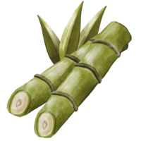 acquerello zucchero canna png