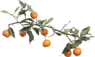 AI generated Ripe Oranges on Branch png