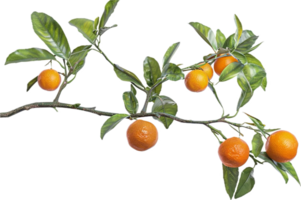 AI generated Ripe Oranges on Branch png