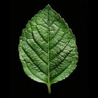 AI generated Hibiscus leaf isolated on black background, clipping path included photo