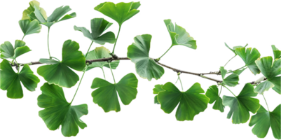 ai généré ginkgo biloba branche avec distinctif feuilles png