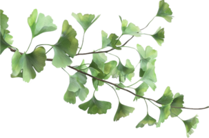 AI generated Ginkgo Biloba Branch with Distinctive Leaves png