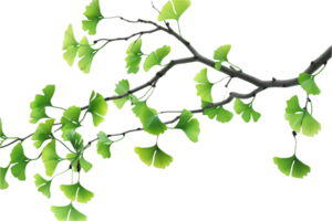 ai généré ginkgo biloba branche avec distinctif feuilles png