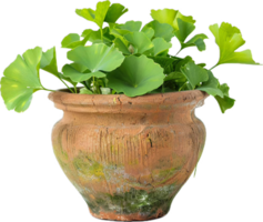 ai gerado ginkgo biloba folhas dentro terracota Panela com verde pó png